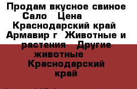 Продам вкусное свиное Сало › Цена ­ 100 - Краснодарский край, Армавир г. Животные и растения » Другие животные   . Краснодарский край